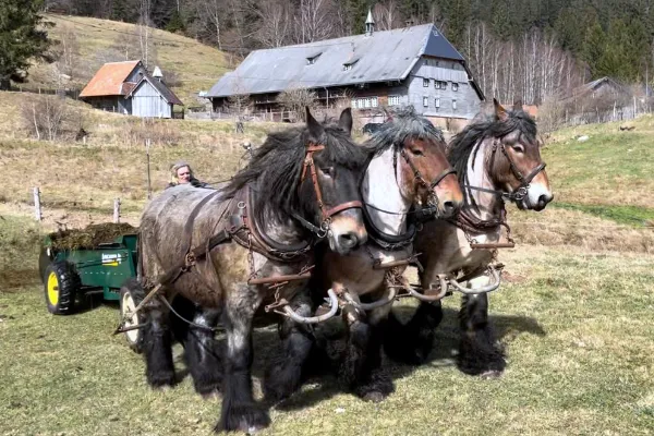 Arbeitspferde auf dem Windberghof